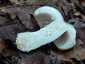 Varashátú galambgomba (Russula virescens), Budai-hegység